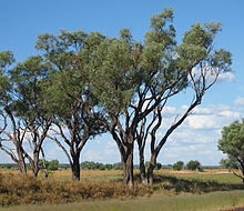 Gidgee.jpg