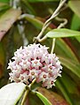 Hoya verticillata