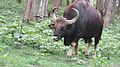 The Gaur