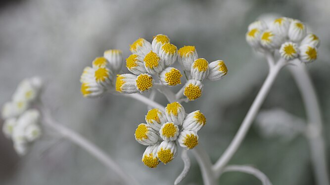 Buds of Jacobaea maritima