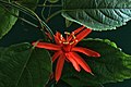 Passiflora cultivar