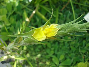 필리드룸(Philydrum lanuginosum)