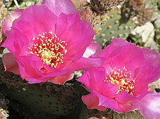 Prickly pear blossoms