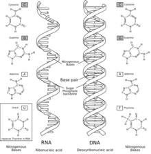 RNA-comparedto-DNA thymineAndUracilCorrected.png