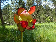 Blütenstand von Sarracenia purpurea ssp. purpurea im blühenden …