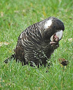 Short-billed black cockatoo feeding on a lawn