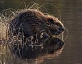 A (European) beaver in Norway