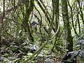 Bärggorilla im Bwindi-Nationalpark