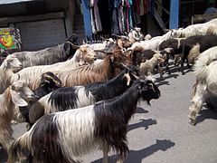 Troupeau de Changthangi traversant la ville de Manali à 450 km de Leh.