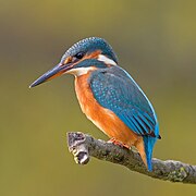 Eurasian kingfisher