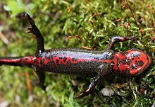 Une salamandre de couleur noire sur le dos, son ventre de couleur rouge vif est bien visible.