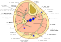 Sección de la pierna mostrando el tibial anterior en el compartimento de la pierna.