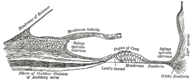 Floor of cochlear duct.