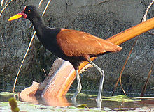 Raudflikbladhøne Jacana jacana Foto: Gilberto Antonio Marcon dos Santos