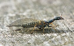 Schlangenköpfige Kamelhalsfliege (von Richard Bartz)