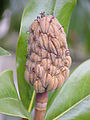 Magnolia grandiflora