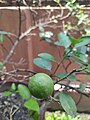 Unripe Kumquat