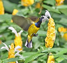 Olive-backed Sunbird hovering.jpg