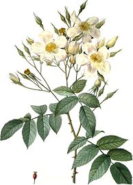 Rosa moschata (rosa mosqueta)