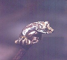 Scinax perpusillus.jpg