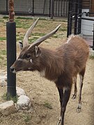 Brown bovid with white markings