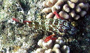 Stocky hawkfish (Cirrhitus pinnulatus)