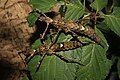 females, with one and with two white spots at the abdomen