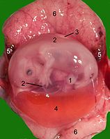 Geopende baarmoeder van een kat met een foetus halverwege de zwangerschap. 1. navel, 2. amnion, 3. allantois, 4. dooierzak, 5. hematoom, 6. het moederdeel van placenta.