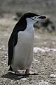 Chinstrap Penguin Pygoscelis antarcticus