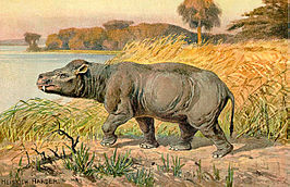 Coryphodon