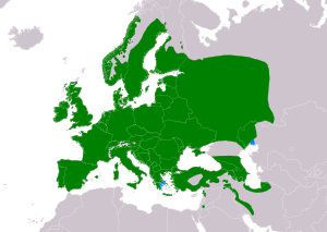 Natura arealo ﻿ Ĉiujare prezencoj ﻿ Vintrejoj