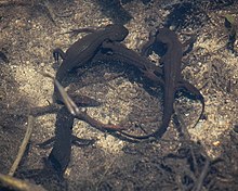 Plusieurs salamandres sous l'eau.