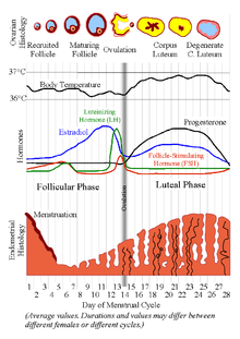 MenstrualCycle2.png