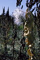 Fruits releasing seeds