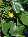 Nuphar lutea