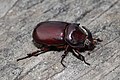 Oryctes nasicornis