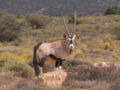 Gemsbok Oryx gazella at the Anysberg Nature Reserve, South Africa