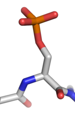 Thumbnail for Protein phosphorylation