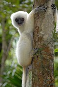 White lemur