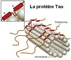 Tau-Protein