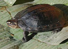 Zwarte dikkopschildpad