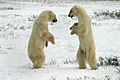 Two Polar Bears sparring near Churchill, Manitoba, Canada.