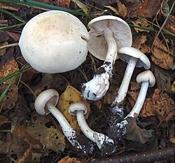 Valge heinik Tricholoma stiparophyllum Foto: Sven Pruul