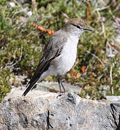 Description de l'image White-browed Ground-tyrant.jpg.