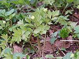 Green herb with a few tiny yellow-white flowers