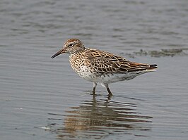 Siberische strandloper