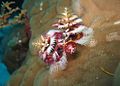 The Christmas Tree Worm