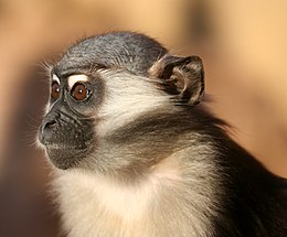 Collared mangabey, juvenile.jpg