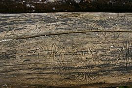 Bark beetle galleries on a dead American elm