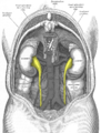 English: Ureters are colored Polski: Koloryzowane (zaznaczone) moczowody